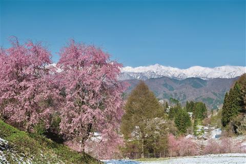 番所の桜と北アルプス